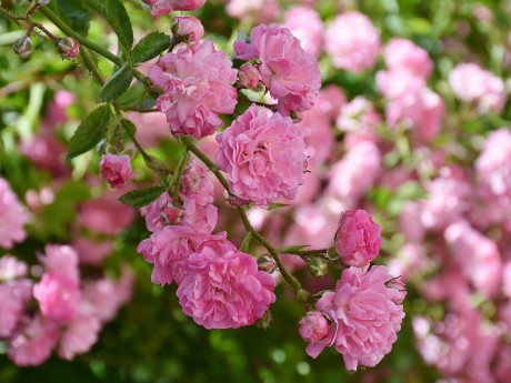 Bulgarian Rose Museum