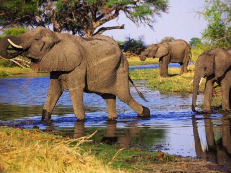 Namibia_Bwabwata Park_Elefanten