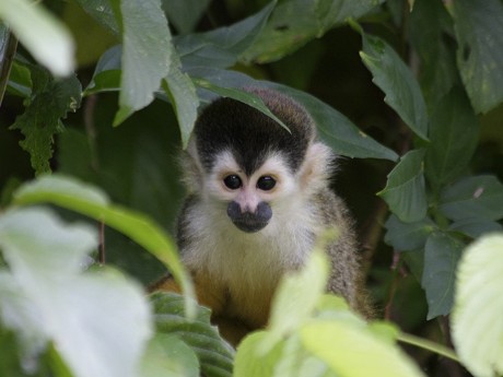 CAPUCCINO PIRATE COVE