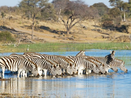Leroo La Tau_Botswana_Boteti-River-Wildl