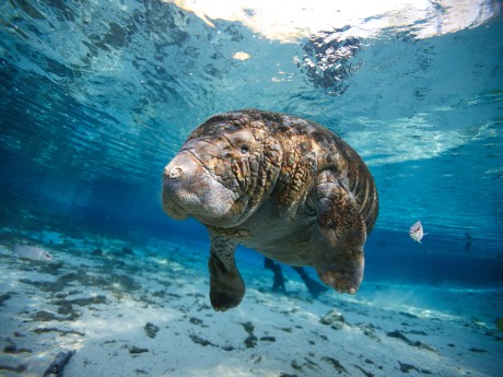 Florida Manatee