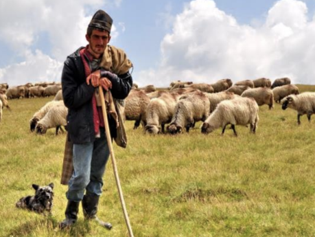 Local Shepherd
