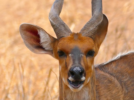 Menelik's Bushbuck