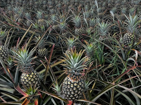 Pineapple farm