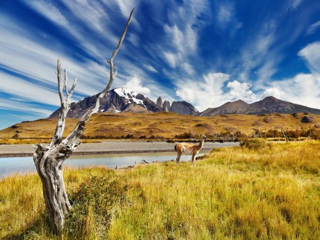 Chile_Patagonia_Guanaco in Torres del Pa
