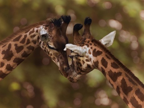 Schmusende Giraffen, Kruger