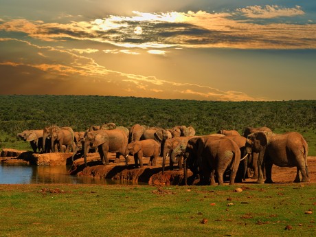 Südafrika_Elefantenherde im Addo Elephan