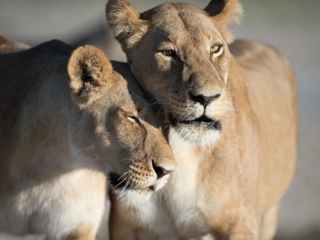 Sunway Botswana Chobe lionesses Bruce Ta