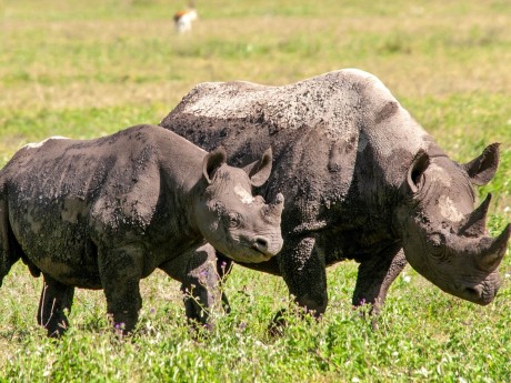 Amazing North Tanzania