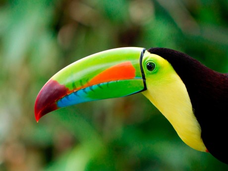 Keel-billed Toucan