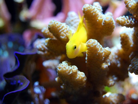 Bunte Fische in den Korallenriffen