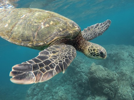Sea Turtle