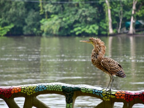 Tortuguero Tiger Heron