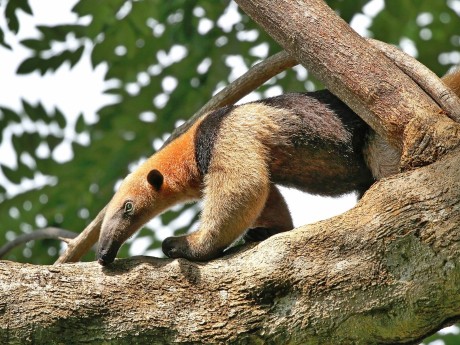 Tamandua Anteater