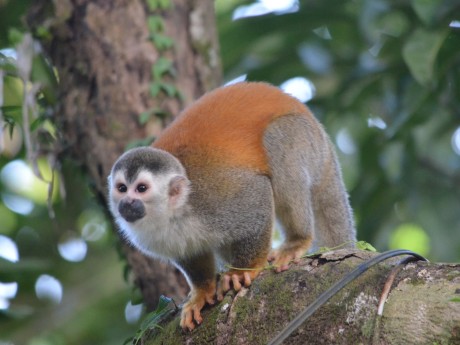 Squirrel Monkey