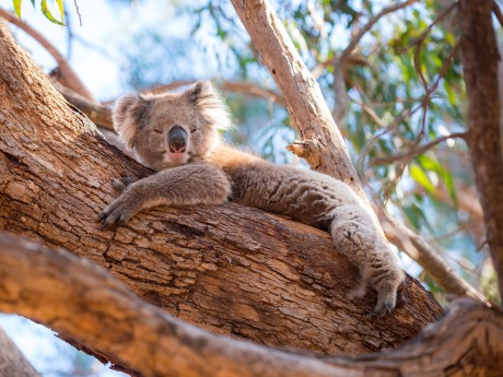 Australien_Sa_Koala Kangaroo Island