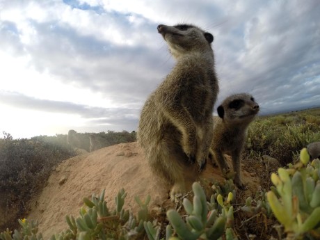 De Zeekoe Gästefarm_Südafrika_wildlife_M