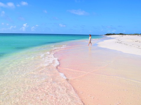 Barbuda Pink Sand Cedar Tree Point