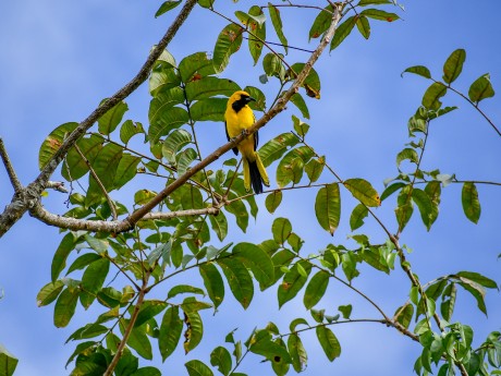 Yellow Tailed Oriole