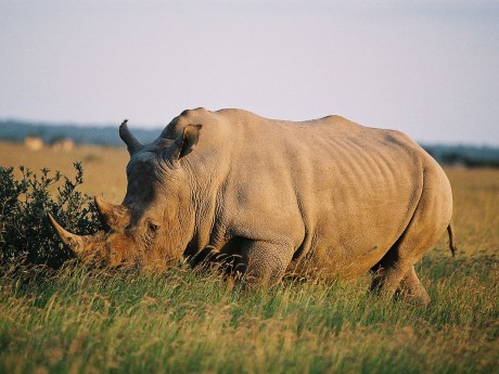 Sunway Botswana Khama rhino