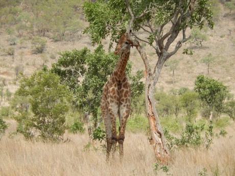 Giraffe in National Kruger Park