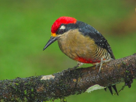 Black-cheeked Woodpecker
