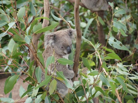 Koala in Cowes, Australia