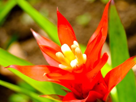 Bromeliad