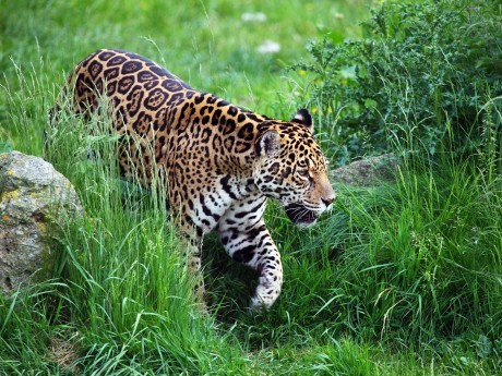 jaguar
