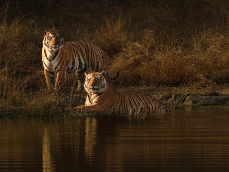 tigers at the lake