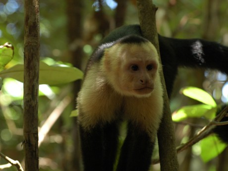 White-faced capuchin