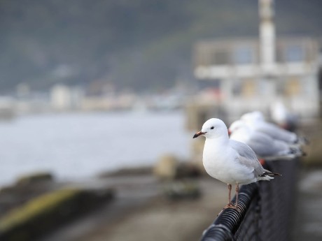 Seagull