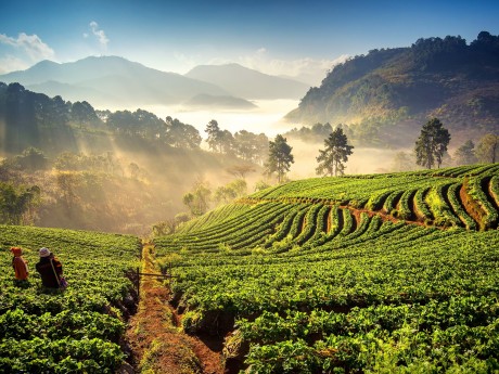 Thailand - Chiang mai - Rice fields