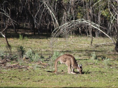 Kangaroo in Flinders Ranges Australia