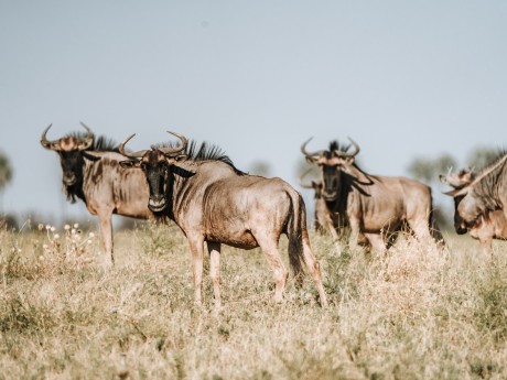 Africa Expeditions_Botswana_wildebeest_M