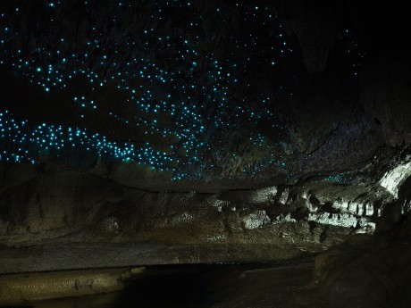 Neuseeland_Nordinsel_Waitomo Caves