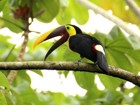 Toucan