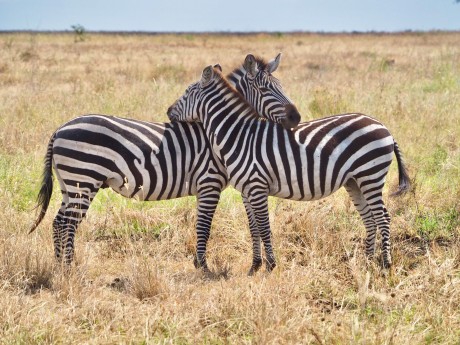 Serengeti Central und Northern Part