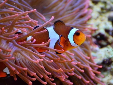 Clownfisch