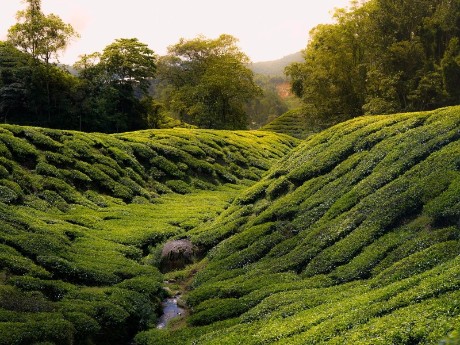 Cameron Highlands, Malaysia