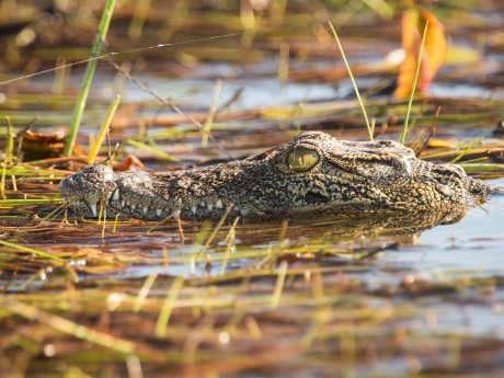 Botswana_Nile crocodile_Okavango Delta