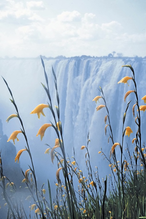 Afrika Simbabwe Victoria Falls Blumen