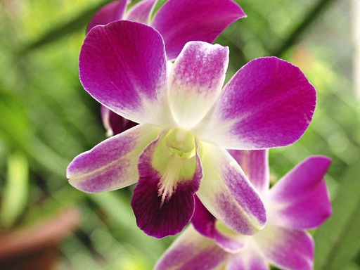 San Jose Orchideen 2