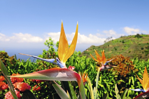 Strelitzie auf Madeira