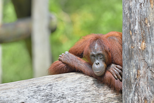 Asien Malaysia Borneo Sarawak Orang Utan