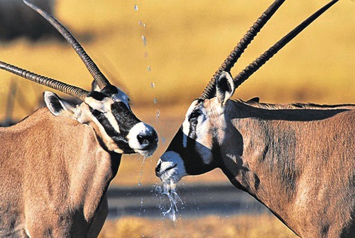 Oryx Antilope