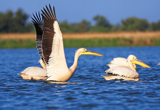 Pelikane im Donaudelta