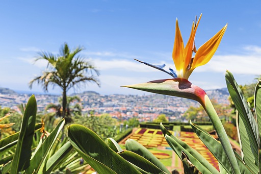 Europa Portugal Madeira Botanischer Garten