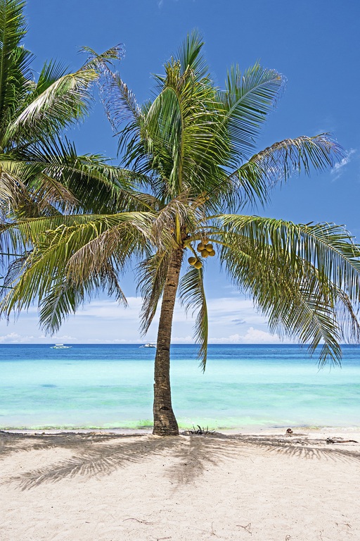 Asien Philippinen Bohol Alona Beach Palme