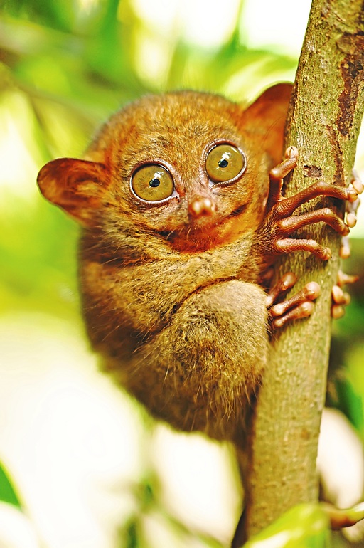 Asien Philippinen Bohol Koboldmaki Tarsier